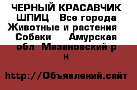 ЧЕРНЫЙ КРАСАВЧИК ШПИЦ - Все города Животные и растения » Собаки   . Амурская обл.,Мазановский р-н